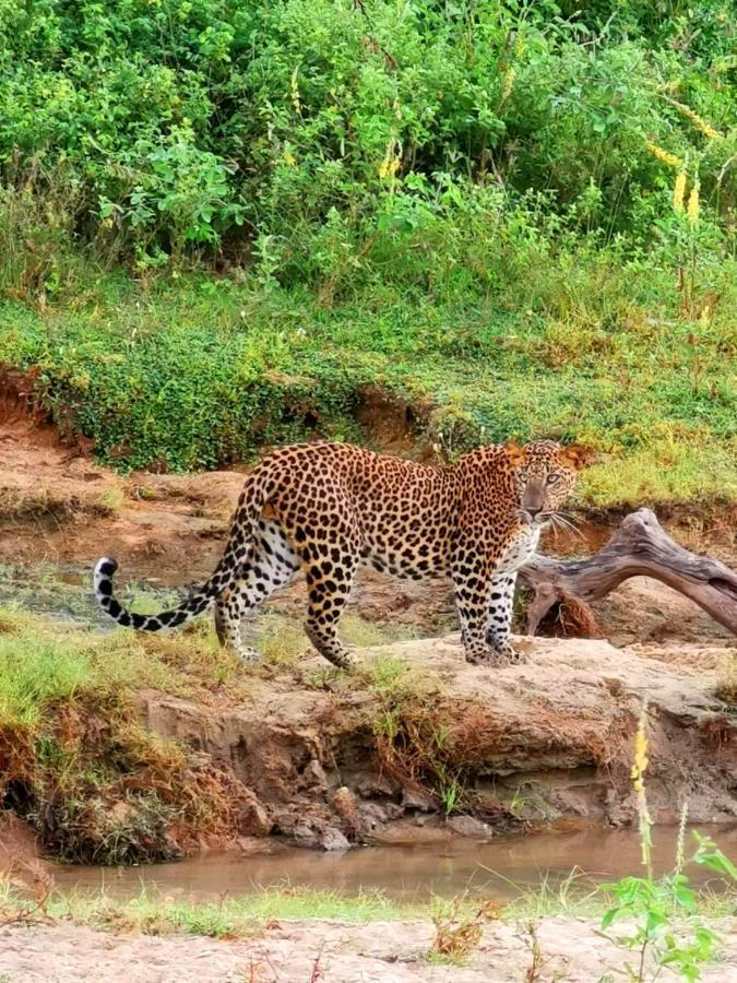 Julia Safari Inn Tissamaharama Bagian luar foto