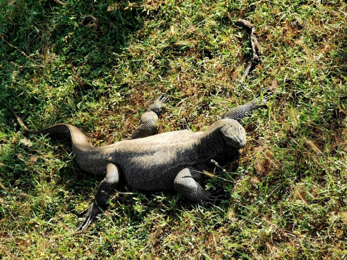 Julia Safari Inn Tissamaharama Bagian luar foto